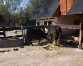 Kühe auf dem Bauernhof
