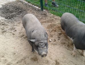 Urlaub auf dem Bauernhof mit  Schweinen 